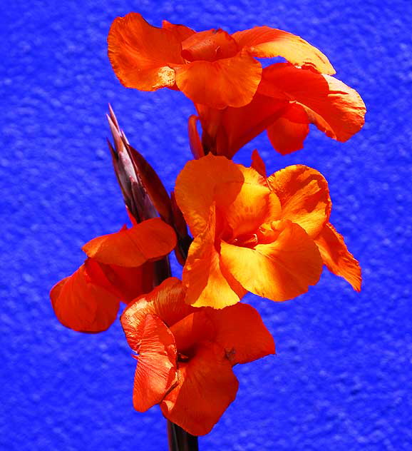 Orange Canna Lily against bright blue wall, northeast corner of Tennessee and Sepulveda in West Los Angeles