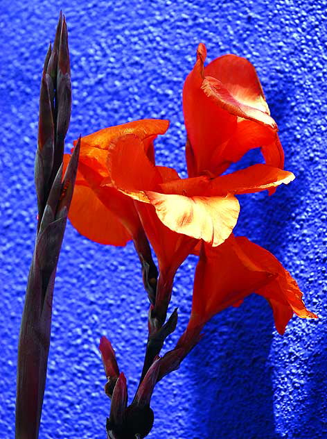 Orange Canna Lily against bright blue wall, northeast corner of Tennessee and Sepulveda in West Los Angeles