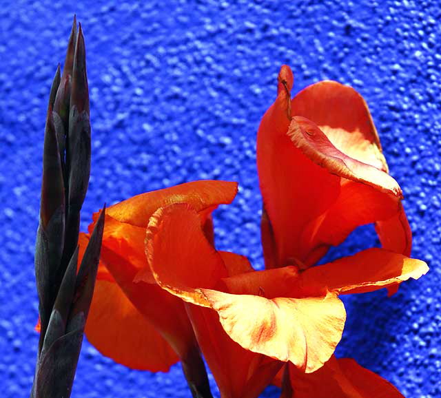 Orange Canna Lily against bright blue wall, northeast corner of Tennessee and Sepulveda in West Los Angeles