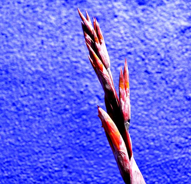 Orange Canna Lily against bright blue wall, northeast corner of Tennessee and Sepulveda in West Los Angeles