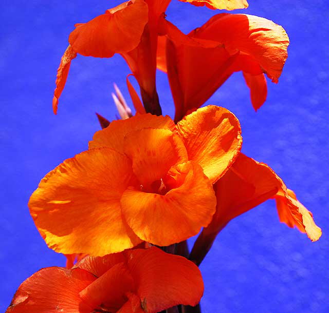 Orange Canna Lily against bright blue wall, northeast corner of Tennessee and Sepulveda in West Los Angeles