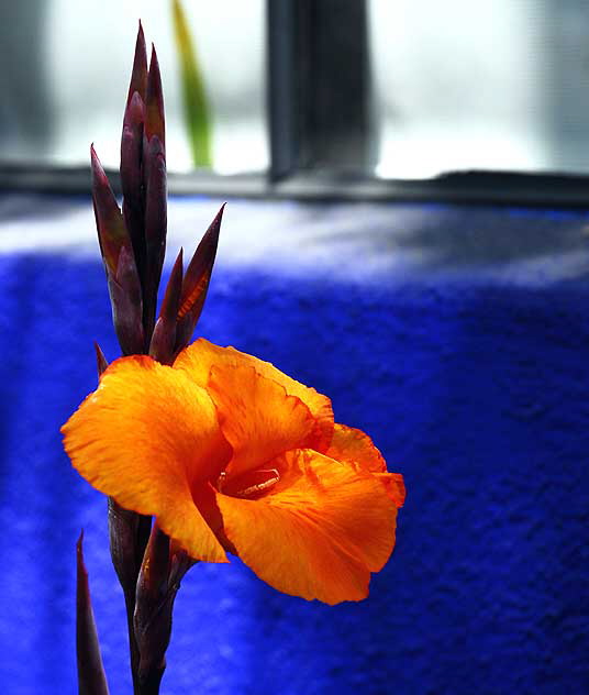 Orange Canna Lily against bright blue wall, northeast corner of Tennessee and Sepulveda in West Los Angeles