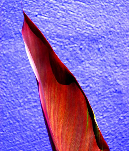 Orange Canna Lily against bright blue wall, northeast corner of Tennessee and Sepulveda in West Los Angeles