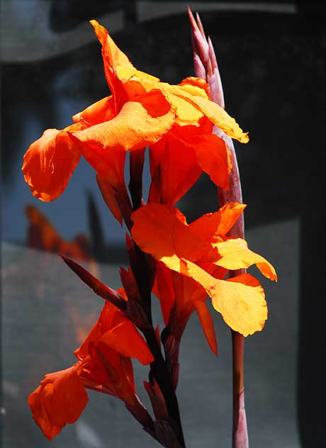 Orange Canna Lily against bright blue wall, northeast corner of Tennessee and Sepulveda in West Los Angeles