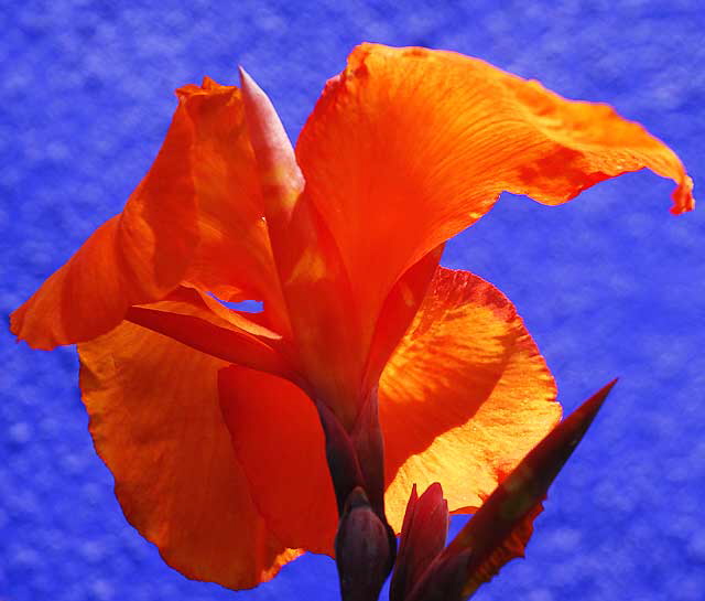 Orange Canna Lily against bright blue wall, northeast corner of Tennessee and Sepulveda in West Los Angeles