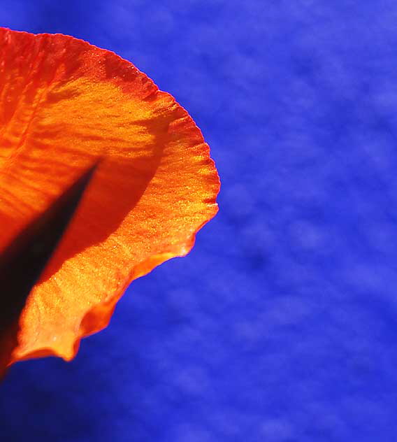 Orange Canna Lily against bright blue wall, northeast corner of Tennessee and Sepulveda in West Los Angeles