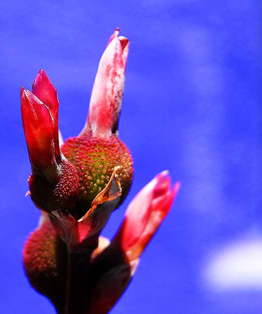 Orange Canna Lily against bright blue wall, northeast corner of Tennessee and Sepulveda in West Los Angeles