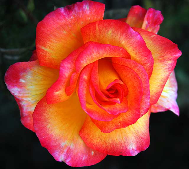 Circus Rose 