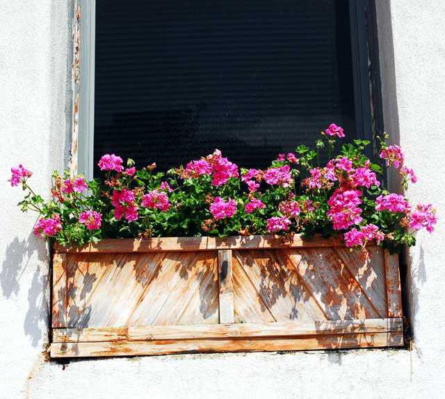 Window Box, Ivar Avenue, Hollywood