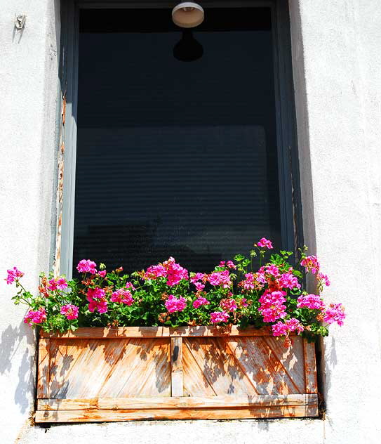 Window Box, Ivar Avenue, Hollywood