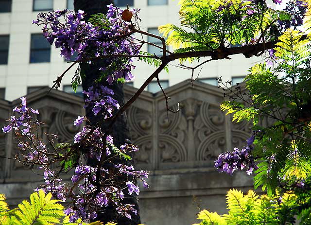 Jacaranda trees, Third Street Promenade, Santa Monica