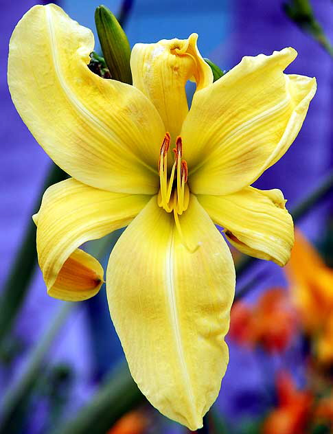 Daylily