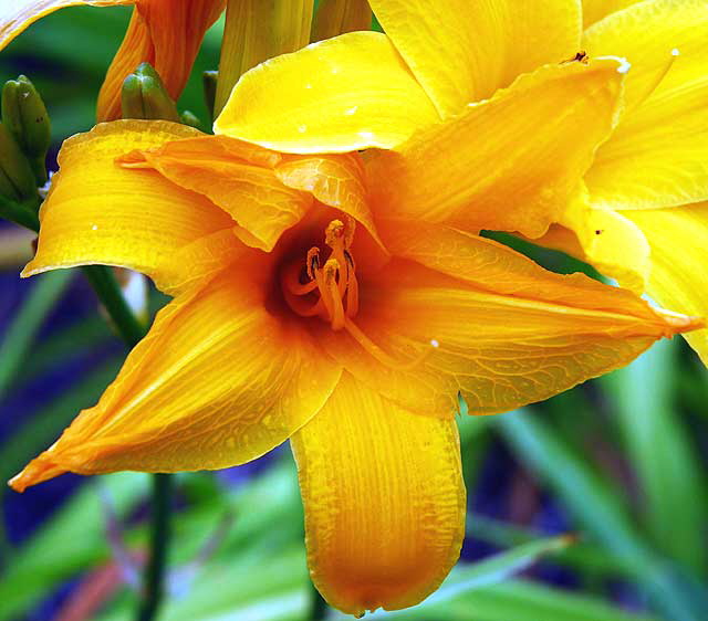 Daylily