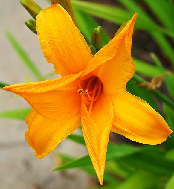 Daylily