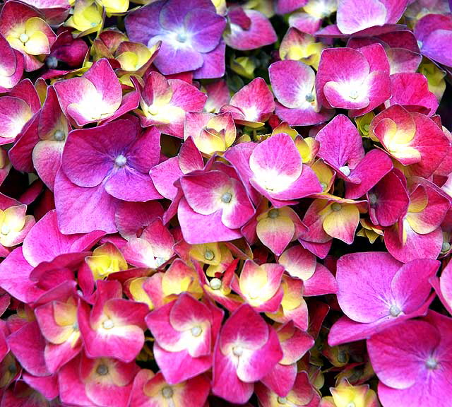 Hydrangea macrophylla Hydrangea macrophylla