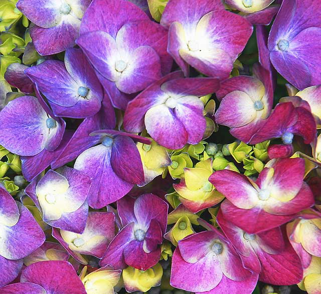 Hydrangea macrophylla Hydrangea macrophylla
