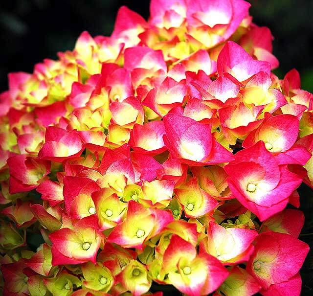 Hydrangea macrophylla Hydrangea macrophylla