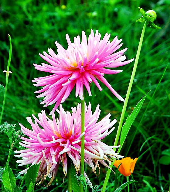 Pink Burst