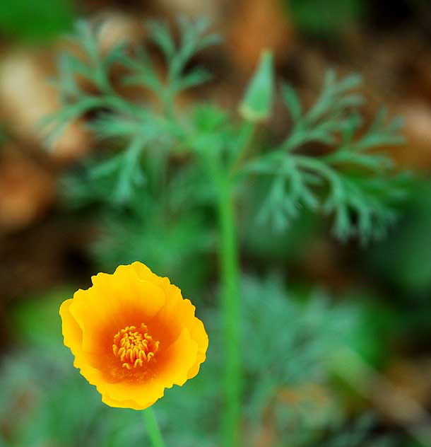 Buttercup