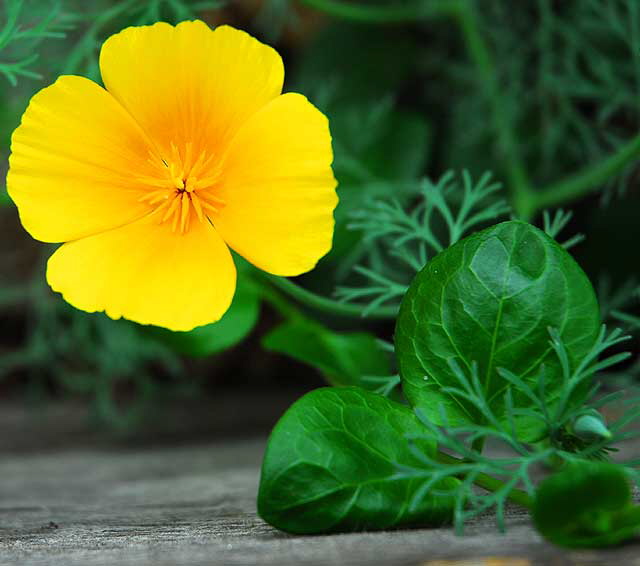 Buttercup