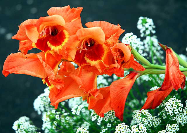 Hollyhock and Alyssum