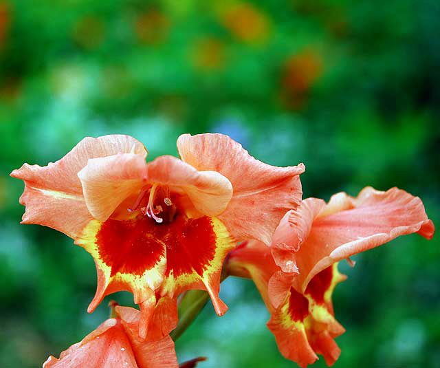 Hollyhock 