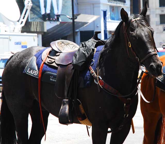 The scene on Hollywood Boulevard on Friday, June 26, 2009 - the day after the death of Michael Jackson - LAPD horse The scene on Hollywood Boulevard on Friday, June 26, 2009 - the day after the death of Michael Jackson - LAPD horse