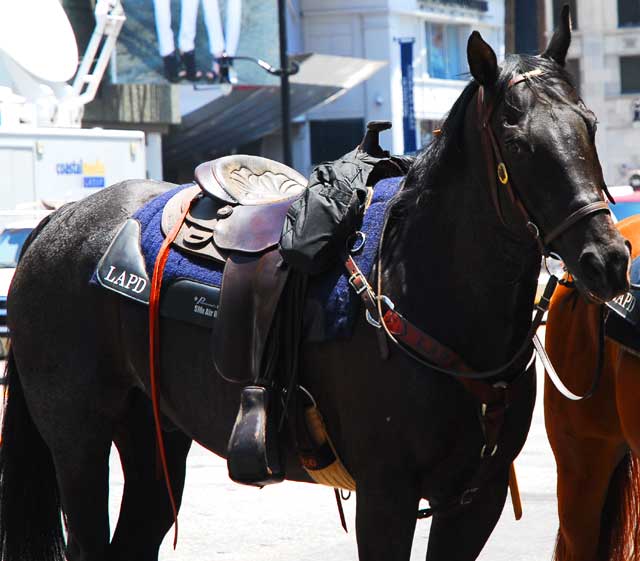 The scene on Hollywood Boulevard on Friday, June 26, 2009 - the day after the death of Michael Jackson - LAPD horse