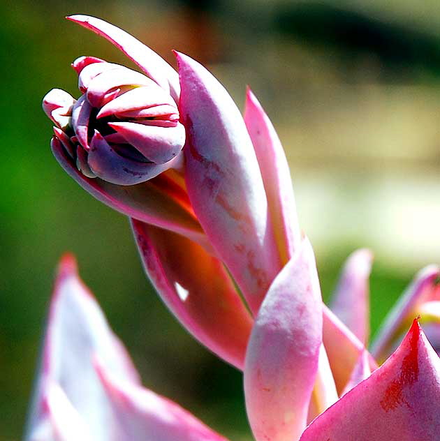 In the gardens of Greystone Mansion in Beverly Hills, Saturday, June 6, 2009