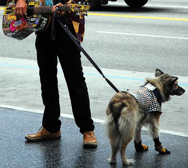 Hollywood Boulevard guitar player, with dog