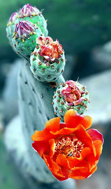 Cactus Blossom, the Cactus Garden of Beverly Garden Park, Beverly Hills