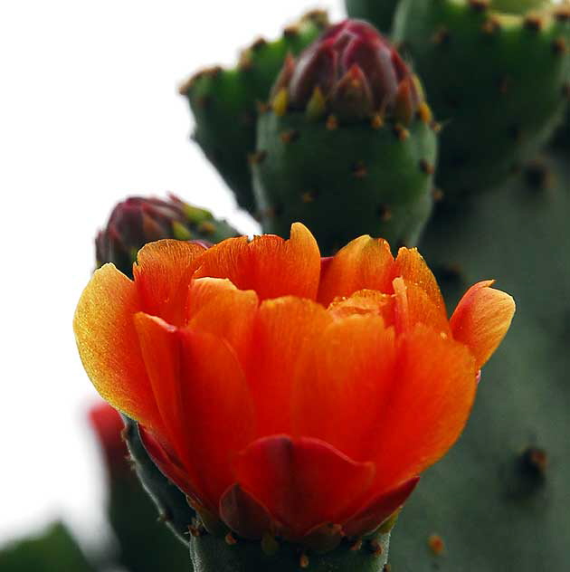 Cactus Blossom, the Cactus Garden of Beverly Garden Park, Beverly Hills