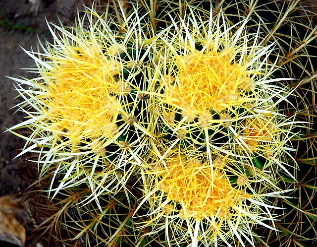 Cactus Blossom, the Cactus Garden of Beverly Garden Park, Beverly Hills