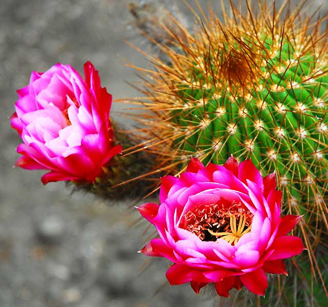 Cactus Blossom, the Cactus Garden of Beverly Garden Park, Beverly Hills