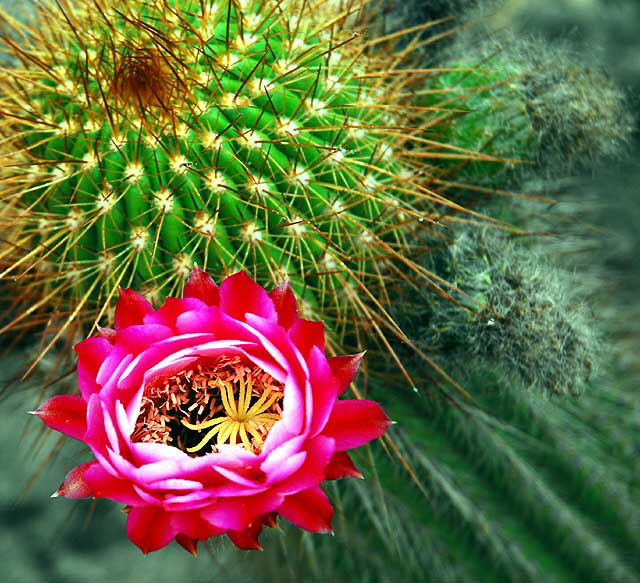 Cactus Blossom, the Cactus Garden of Beverly Garden Park, Beverly Hills