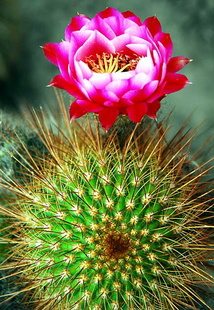 Cactus Blossom, the Cactus Garden of Beverly Garden Park, Beverly Hills