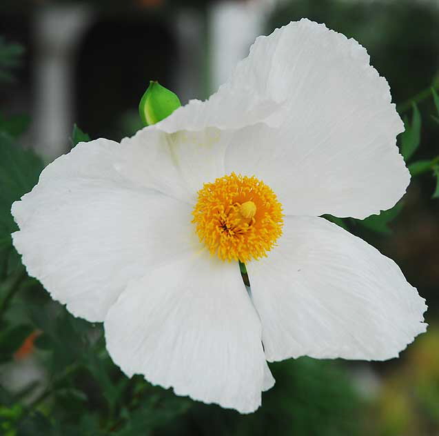 Coulter's Matilija poppy (Romneya coulteri) - also known as California tree poppy, mission poppy, and fried-egg plant - 