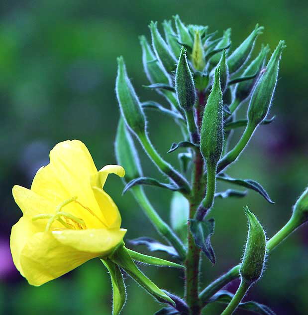 Yellow bloom, Sunset Plaza