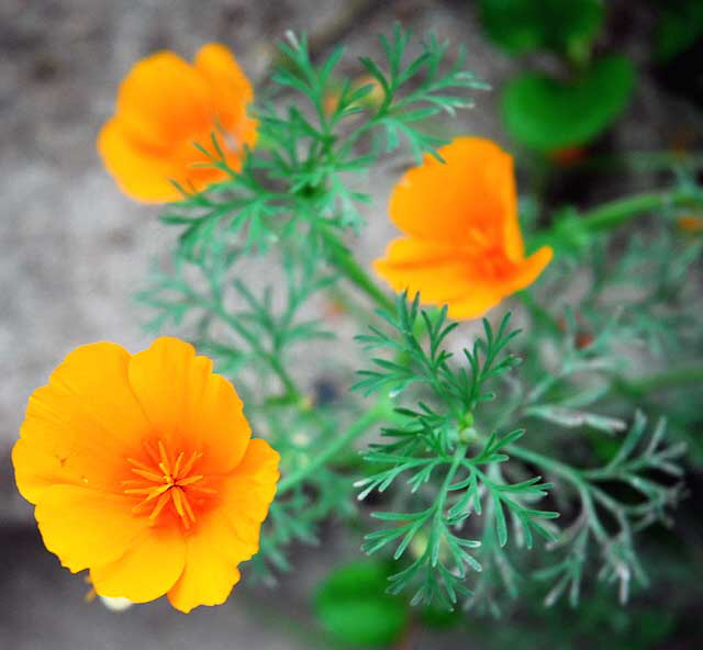 Buttercups, Sunset Plaza