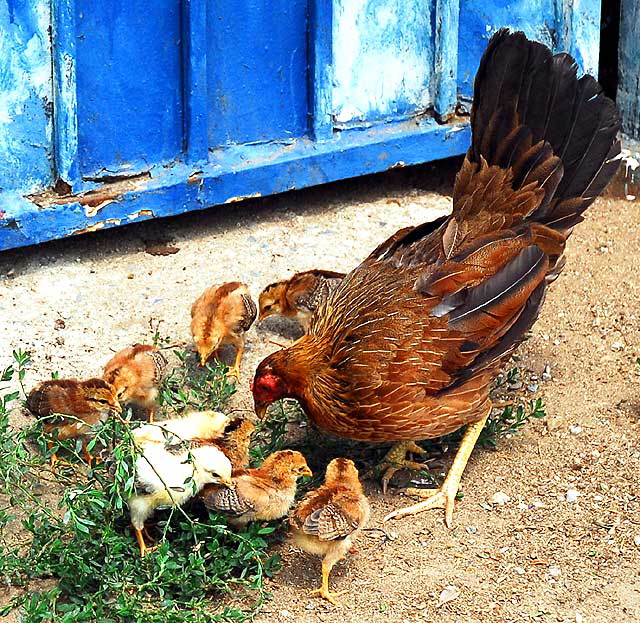 Hen and peeps, behind Susy's Meat Market (Carniceria Latina), 4605 Santa Monica Boulevard at Madison, Silverlake