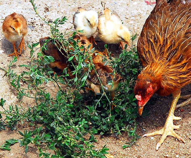 Hen and peeps, behind Susy's Meat Market (Carniceria Latina), 4605 Santa Monica Boulevard at Madison, Silverlake