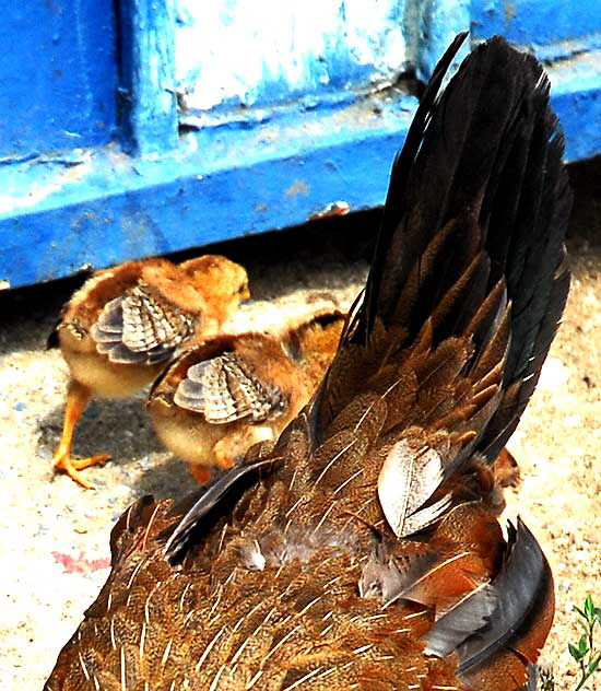 Hen and peeps, behind Susy's Meat Market (Carniceria Latina), 4605 Santa Monica Boulevard at Madison, Silverlake