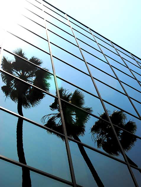Palms in glass, Hollywood Boulevard