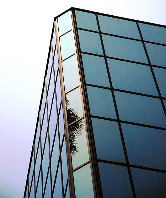 Palm in glass, Hollywood Boulevard