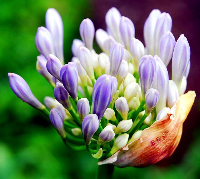 Agapanthus (Lily of the Nile)