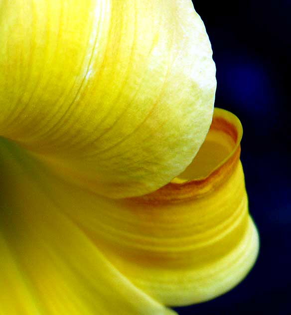 Common Daylily, close-up 