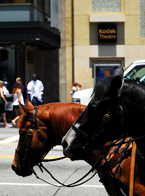 The scene on Hollywood Boulevard on Friday, June 26, 2009 - the day after the death of Michael Jackson - LAPD horses