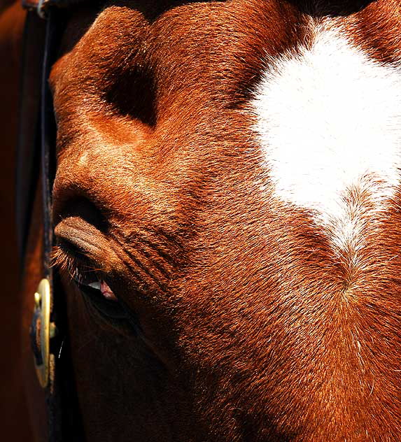 The scene on Hollywood Boulevard on Friday, June 26, 2009 - the day after the death of Michael Jackson - LAPD horse