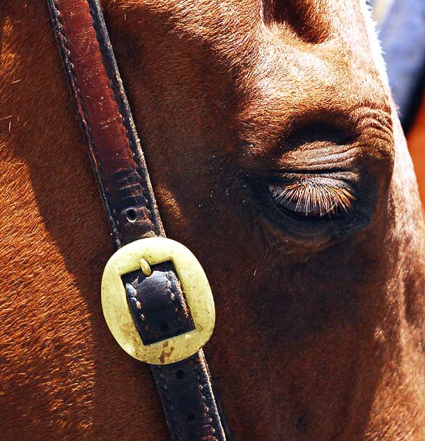 The scene on Hollywood Boulevard on Friday, June 26, 2009 - the day after the death of Michael Jackson - LAPD horse