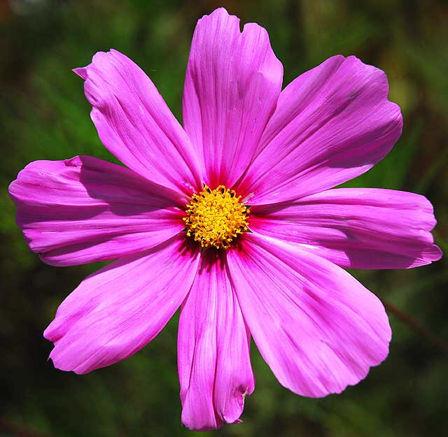 Shasta Daisy 